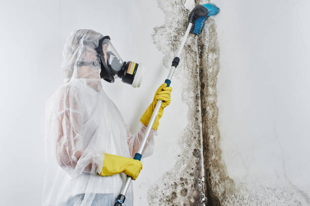 Best Local Mold Removal Service  in Eldorado, IL