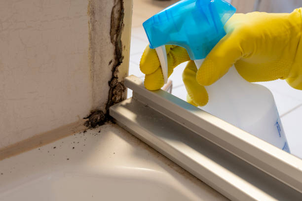 Best Emergency Mold Removal  in Eldorado, IL
