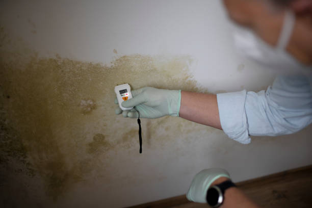 Best Professional Mold Removal  in Eldorado, IL
