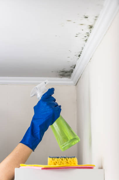 Best Crawl Space Mold Removal  in Eldorado, IL