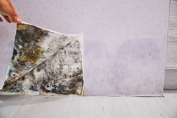 Best Mold Damage Repair  in Eldorado, IL